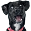 Perros II 17
