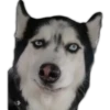 Perros II 18