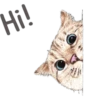 Cats 18