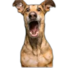 Perros II 21