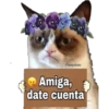 Grumpy Cat Cartel 24