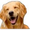 Perros II 23