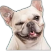 Perros II 24
