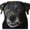 Perros II 26