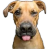 Perros II 27