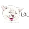 Cats 19