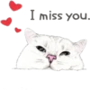 Cats 20