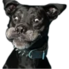 Perros II 28