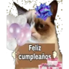 Grumpy Cat Cartel 26