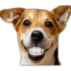 Perros II 29
