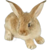 Cute animals DZ 5