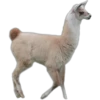 Cute animals DZ 6