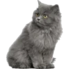 Cute animals DZ 7