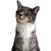 Cute animals DZ 8