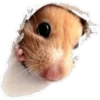 Cute animals DZ 10