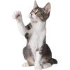 Cute animals DZ 11