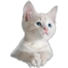 Cute animals DZ 12