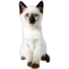 Cute animals DZ 13