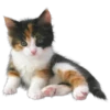 Cute animals DZ 14