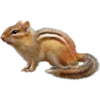 Cute animals DZ 15