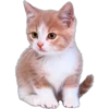 Cute animals DZ 16