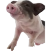 Cute animals DZ 17