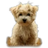 Cute animals DZ 19