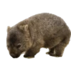 Cute animals DZ 20