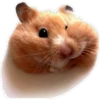 Cute animals DZ 24
