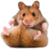 Cute animals DZ 25