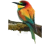 Cute animals DZ 27