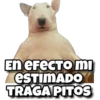 En efecto mi
ESTIMADO
TRAGA PITOS