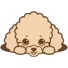 Poodle Doodle 7