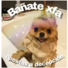 Banate
xfa
apestas a decepcion