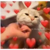 corazones heart 11
