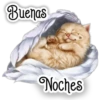 Buenas
Noches