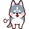 Husky 5