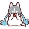 Husky 12