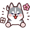 Husky 29