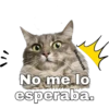 Gatitos. 6