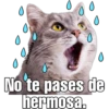 Gatitos. 9