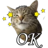 Gatitos. 11
