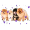 Perritos con corazones 5