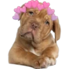 Perritos con corazones 6