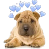 Perritos con corazones 8