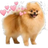 Perritos con corazones 9