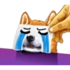Dog Expressions 7