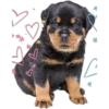 Perritos con corazones 10
