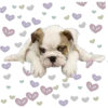 Perritos con corazones 11