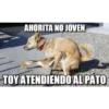 AHORITA NO JOVEN
TOY ATENDIENDO AL PATO